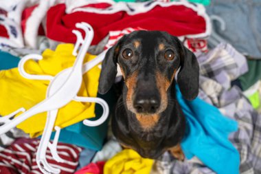 Komik dachshund köpeği kıyafetleri sınıflandırır ve ne giyeceğini seçmeye çalışır, oturur ve yorgun bir şekilde kameraya bakar, üst manzara. Taşınmak ya da yardım için eşya toplamak