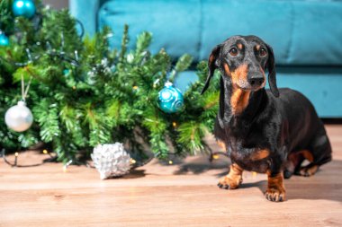 Yaramaz meraklı dachshund çok fazla çaldı ve çelenkle süslenmiş yapay Noel ağacını doldurdu ve şenlik topları sahibine suçlu göründü..