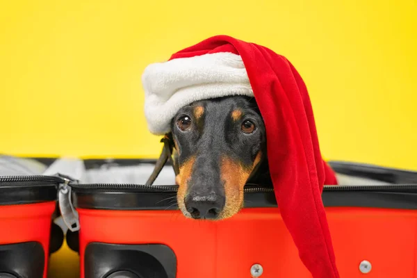 Dachshund triste bonito em traje de Santa e chapéu está deitado em mala aberta vazia, embalado para férias de Natal, para que os proprietários não deixam o cão sozinho em casa, de perto. Fechamento das fronteiras e bloqueio — Fotografia de Stock