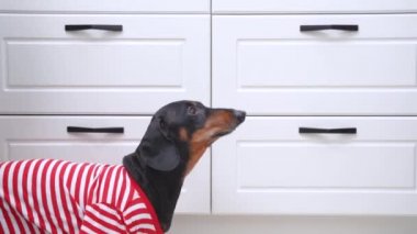 Sahibinin ikinci evcil hayvanı var. İnsan gösterileri yetişkin dachshund yeni evlatlık edinilmiş köpek yavrusu. Köpek yeni oda arkadaşından memnun değil, havlıyor ve geri çekiliyor.