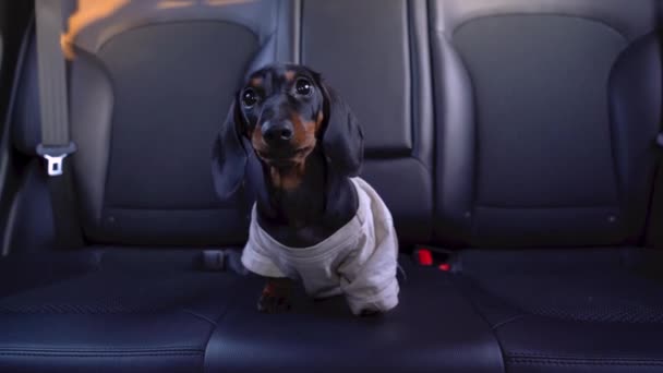 Nieuw geadopteerde schattige teckel puppy gaat naar een nieuw huis. Zenuwachtige baby hond wordt meegenomen naar veterinaire kliniek. Onjuist en onveilig vervoer van huisdieren in de auto — Stockvideo