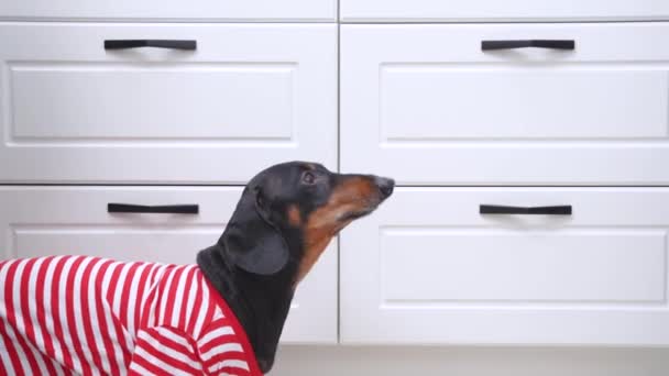 El dueño tiene una segunda mascota. Humano muestra dachshund adulto recién adoptado cachorro para introducir. Perro está insatisfecho con el nuevo compañero de cuarto, ladra y retrocede — Vídeo de stock