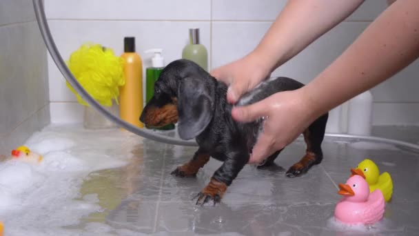 Anjing Dachshund dimandikan dengan sampo kutu khusus di cekungan plastik dengan busa sabun tebal, dan sekarang pemiliknya membawanya pergi ke kering. Toilet, botol kosmetik untuk hewan peliharaan dan mainan bebek karet di sekitar — Stok Video