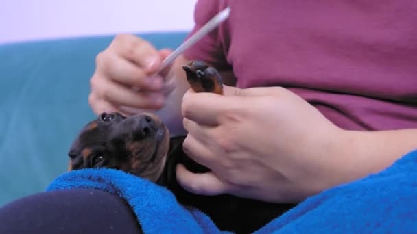 Osoba mele drápy malého štěněte s pilníkem na nehty. Profesionální kosmetická péče pro zvířata doma, v salonu nebo veterinární lékař — Stock video