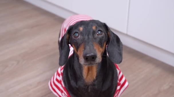 Şirin siyah ve kahverengi dachshund çizgili kırmızı ve beyaz tişört giyiyor yukarı bakıyor, havlıyor ve uzaklaşıyor. İçeride, evde aktif bir köpek. — Stok video