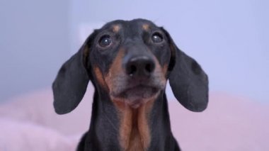 İtaatkar dachshund bir şeyi dikkatle izliyor, yakından. Köpek sabırla ilgi bekler, yürür ya da beslenir.