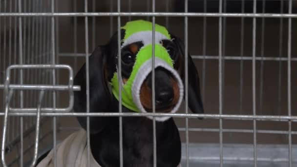 Grappige teckel puppy in geïmproviseerde bivakmuts gemaakt van babysok op zijn hoofd zittend in kooi voor huisdieren als echte crimineel. Halloween kostuums voor dieren — Stockvideo