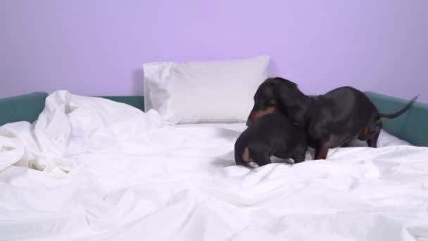 Yetişkin dachshund köpek yavrusu ısırması ve yatakta yuvarlanmasıyla oynuyor. Eski köpekle yeni evcil hayvan arasındaki iyi ilişkiler. Hiyerarşi, hakimiyet ve boyun eğme. — Stok video