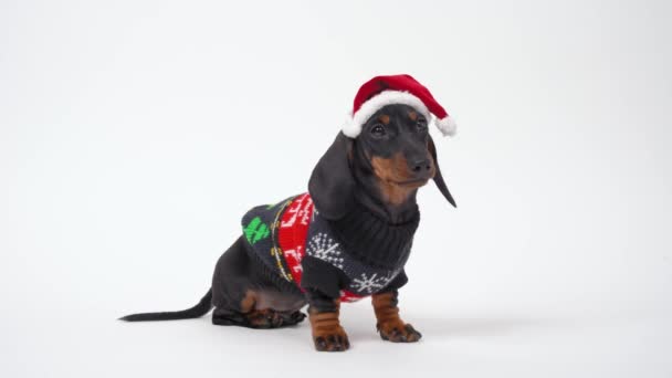Édes engedelmes tacskó kiskutya meleg karácsonyi pulóver és Mikulás kalap pózol ünnep fotózás vagy reklám fehér alapon, körülnéz, és elfut — Stock videók