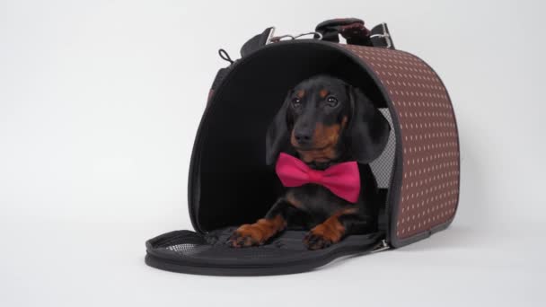 Cachorrinho lindo dachshund em gravata rosa arco senta-se na entrada para o transportador de animais de estimação aberto com quadro rígido, fundo branco, vai embora. Equipamento conveniente para a segurança viajando com animais — Vídeo de Stock