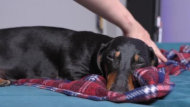 Siyah ve esmer köpek yavrusu dachshund yuvasında ya da sahibinin yatağında uyur, insan eliyle okşar ve kareli ekoseyle kaplanır. Ev kavramında şımarık köpek, rahatla ve rahatla.