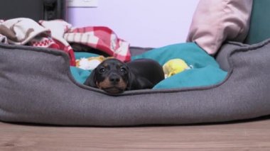 Küçük köpek yavrusu siyah ve kahverengi dachshund evcil hayvanlar için özel yumuşak yuvada uzanıyorlar. Küçük köpek yorgun ya da sıkılmış ve uyuyor.