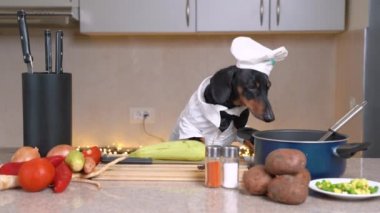 Şef gibi giyinmiş komik dachshund köpeği yemek şovuna katılıyor ve sağlıklı sebze yemeği hazırlayacak. Evcil hayvan çorba demliğinden su içer.