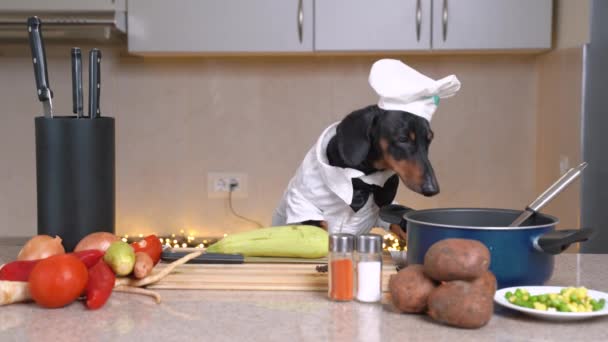 Funny dachshund dog dressed as chef participates in cooking show