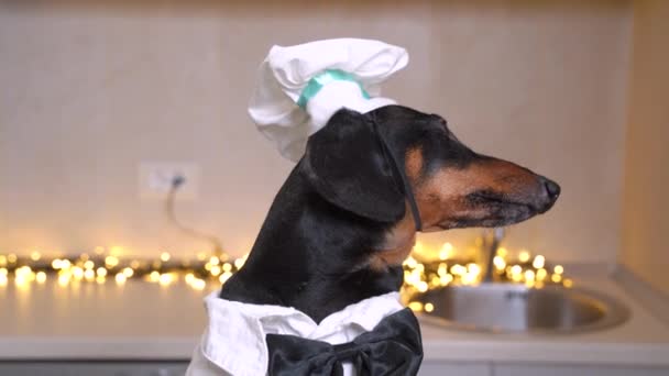 Portret zabawnego psa jamnika w kostiumie szefa kuchni posłusznie siedzącego i czekającego na przygotowanie dania. Świecące światła girlandy na rozmytym tle — Wideo stockowe