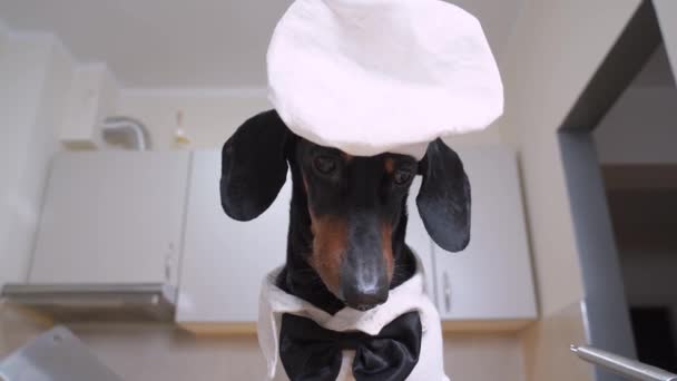 Portrait de drôle de chien teckel en costume professionnel de chef avec noeud papillon et capuchon blanc tirant sur le coupe-viande, gros plan, vue du bas. Pet regarde vers le bas avec curieux — Video