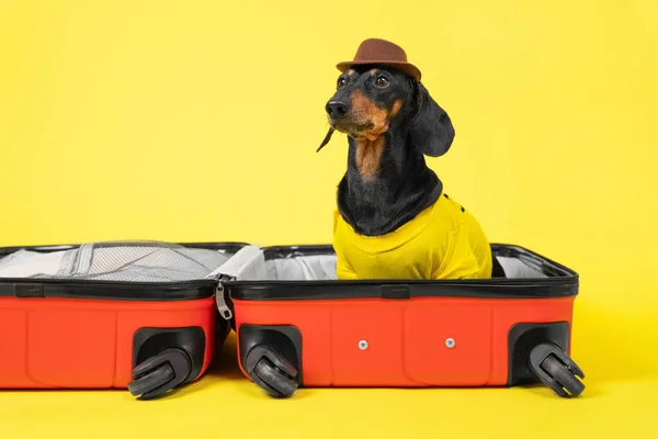 Grappige teckel hond in de zomer t-shirt en hoed verzamelt dingen voor vakantie op reis, zitten in open koffer op een gele achtergrond. Vakantie en reizen concept met huisdier. — Stockfoto