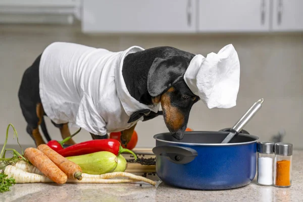 Funny dachshund dog in costume of chief with white cap is going to cook vegetarian dish with vegetables in kitchen, and looks into the pot to check situation