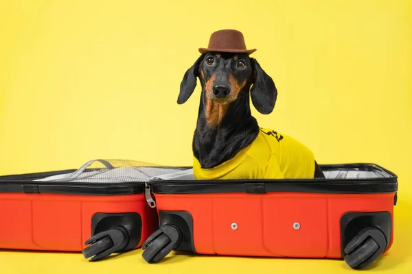 Αστεία dachshund σκυλί σε καλοκαιρινό t-shirt και καπέλο συγκεντρώνει τα πράγματα για διακοπές στο ταξίδι, κάθονται σε ανοιχτή βαλίτσα σε κίτρινο φόντο. Διακοπές και ταξίδια έννοια με κατοικίδιο ζώο. Άνοιγμα των συνόρων μεταξύ των χωρών — Φωτογραφία Αρχείου