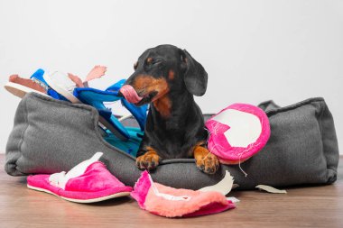 İtaatsiz dachshund ortalığı karıştırdı, evcil hayvan yatağında ev sahibinin terliklerini topladı ve onları yırttı, şimdi küstah köpek kendinden memnun bir şekilde oturuyor ve dudaklarını yalıyor.