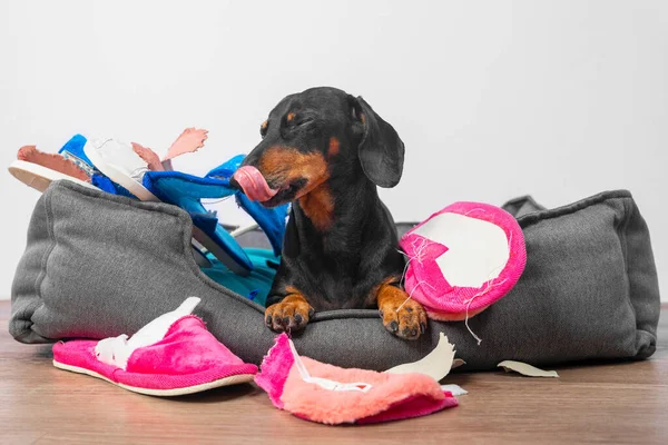 Disobedient dachshund made a mess, collected home slippers of owner in pet bed and tore them up, now impudent dog is sitting satisfied with itself as in dump and licking its lips, front view