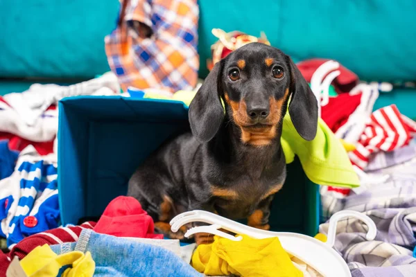 Αστεία κουτάβι dachshund σκυλί ταξινομεί τα πράγματα, κάθεται σε σωρό από ρούχα και σκέφτεται τι να φορέσει σε ένα σημαντικό γεγονός. — Φωτογραφία Αρχείου