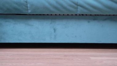 Yorgun sahibi, rahatsız edici bir dachshund köpeğini kanepeden yere koyuyor ve onu eliyle itiyor, böylece kanepeden uzaklaşıyor ve dinlenmesine engel olmuyor.. 