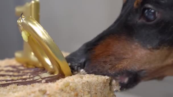 Primer plano de dachshund negro y bronceado codiciosamente comer el pastel de cumpleaños con velas de oro en forma de la número diez. Fiesta de cumpleaños para perro concepto divertido. — Vídeo de stock