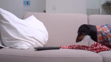 Kareli hippi gömlekli komik bir köpek ve sahte sakallı bir parodi. Yastıklı, sıcak battaniyeli ve uzaktan kumandalı rahat bir kanepeye uzandı..