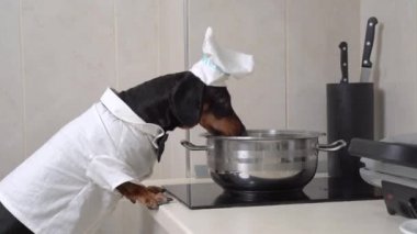 Şef kostümlü yaramaz dachshund köpeği pençelerini masaya koydu ve tencereden ocağa su içti..