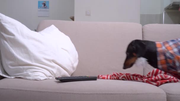 Lucu dachshund anjing di checkered hipster shirt dan dengan jenggot palsu parodies orang tua sehingga datang untuk berbaring di sofa nyaman dengan bantal, selimut hangat dan remote control untuk TV. — Stok Video