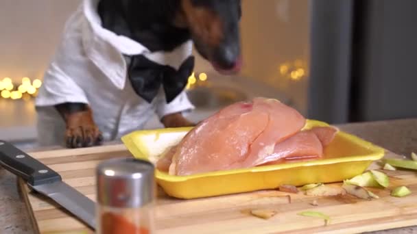 Engraçado safado cão dachshund em traje de chef com gravata borboleta roubou filé de frango cru e come-lo enquanto o proprietário estava distraído de cozinhar o prato, close-up, zoom in. — Vídeo de Stock