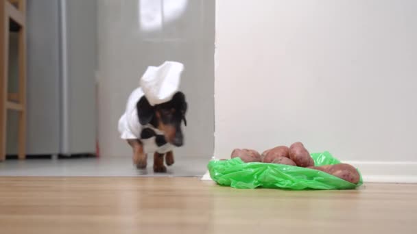 Lucu dachshund dalam kostum koki dengan topi akan memasak makan malam keluarga yang lezat, jadi dia menyeret kantong plastik mainan kentang mentah ke dapur. — Stok Video