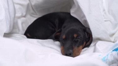 Sevimli küçük dachshund yavrusu sıcak battaniyenin altında mışıl mışıl uyuyor. Yavru köpek oyun ve izlenimlerle dolu uzun aktif bir günün ardından yoruldu..