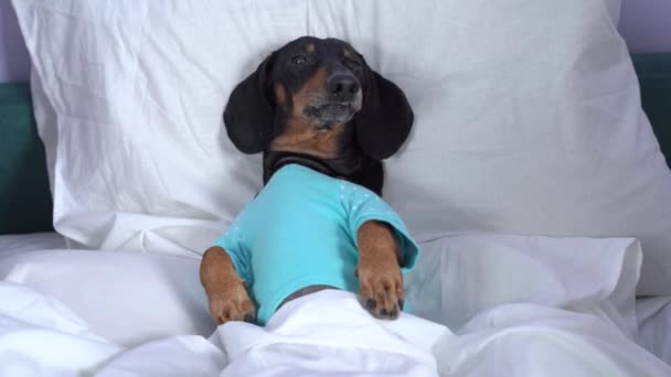 Besitzer legen den niedlichen Dackelhund wie Menschen unter einer Decke schlafen, mit dem Kopf auf dem Kopfkissen. Haustier schaut sich um. Vorbereitung auf den Schlaf. — Stockvideo
