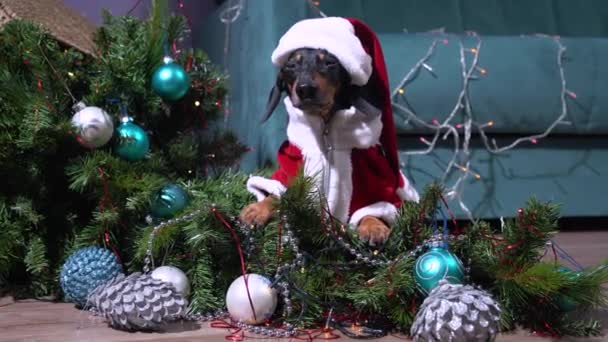 Dachshund en costume de Père Noël a joué trop activement et rempli l'arbre de Noël artificiel décoré de jouets et de guirlandes. Chien insolent créé désordre et se trouve dans l'épicentre de la débâcle avec aspect d'affaires. — Video