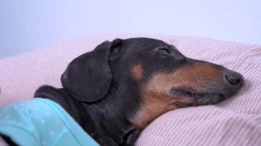 Tembel Dachshund evde battaniyenin altında uyuyor. Köpek bugünün izin günü olduğunu ve öğlene kadar uyuyabileceğini fark etti..