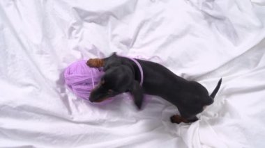 Aktif dachshund köpek yavrusu iplik kesesini çaldı, dişledi ve ipliklere dolandı, yukarıdan baktı. Yaramaz ve huzursuz yavru köpek evde yalnız bırakılmış ve etrafı dağıtıyor.. 