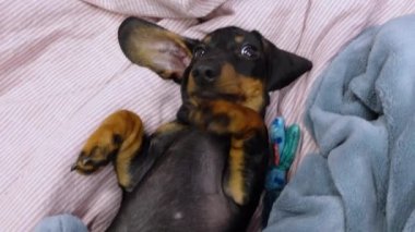 Sevimli, oynak bir köpek yavrusu yatakta oyuncaklarla karnında yatıyor ve etrafta oynaşıyor. Pençesiyle kulağını kaşıyan komik bir köpek yavrusu. Evde evcil hayvanlar tembeldir.. 