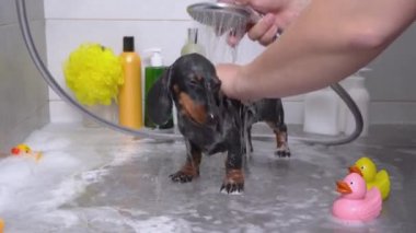 Sahibi seramik zeminde duran küçük siyah ve kahverengi dachshund köpeğini dikkatlice yıkıyor ve banyo yapıyor. Favori ördek oyuncakları, jöle ve şampuan şişesi yakında..