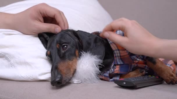 Sad dachshund dog in checkered hipster shirt and fake beard pretends to be old man and attracts attention of owners so that he is more petted, pitied and cared for. — Stock Video