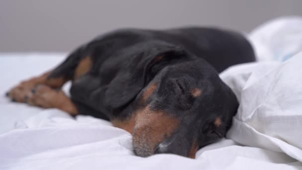 Schattige dodelijke vermoeide teckel hond is diep in slaap en heeft zoete dromen liggend in bizarre positie uitgerekt op volle lengte op comfortabel bed thuis. — Stockvideo