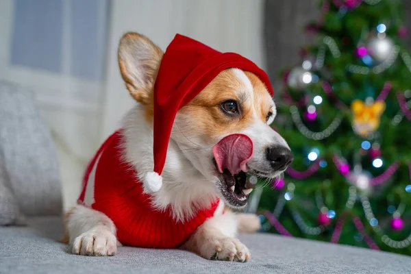 Nöjd och glad hund walesiska corgi pembroke sitter i Santa Claus hatt mot bakgrund av en julgran hemma slickar sin tunga i väntan på en festlig behandling. — Stockfoto