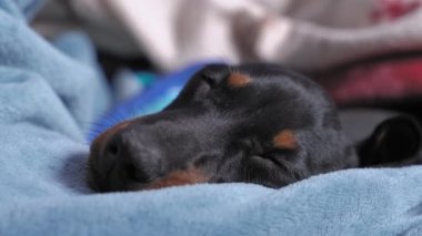 Şirin siyah ve esmer köpek yavrusu dachshund tatlı, yuvasında ya da yatağında gözlerini açıp kapayarak uyur. Evdeki her gün hayal kuran sevimli hayvan kavramı