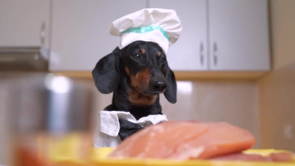 Hungrig lydig tax hund klädd som kock sitter och tittar långvarigt på bit rått kött och kämpar önskan att äta det, fokus av kameran skiftar till suddig förgrund — Stockvideo