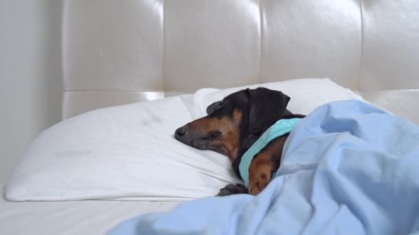 Mavi pijamalı şirin dachshund evde battaniyenin altında tatlı tatlı uyuyor. Aniden köpek uyanır ve yüksek ses veya çalar saat duyduktan sonra uyanır. — Stok video