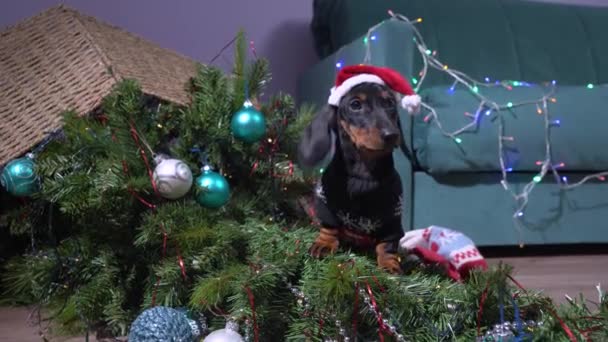 변덕 스러운 호기심의 다크 순 강아지는 너무 많은 놀이를 했고 빛나는 복장과 축제의 공으로 장식 된 인공 크리스마스 트리를 채웠다. 혼란의 와중에 앉아 있는 아기 개. — 비디오