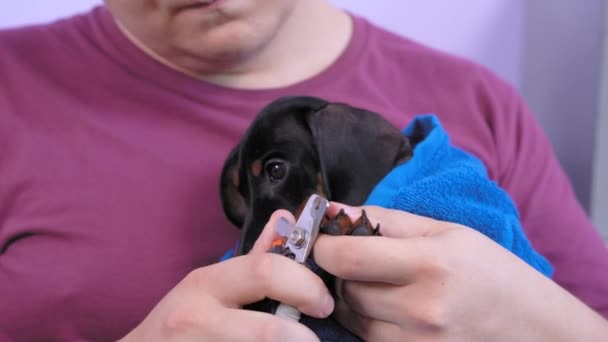 Sahibi, şirin siyah ve esmer köpek yavrusu dachshund 'un pençelerini özel bir makasla elinde tutuyor. Küçük köpek prosedürü sevmez. — Stok video