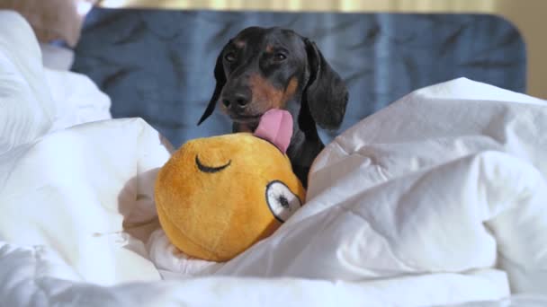 Sevimli siyah ve bronz dachshund sabahları uyur, beyaz çarşaflarla sahibinin yatağına uzanır, sarı yumuşak oyuncak yakınlardadır. Ev kavramında horozlu köpek. — Stok video