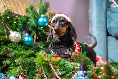 Naughty curious dachshund in a sweater and a santa cap played too much and filled up artificial Christmas tree decorated with garland and festive balls looks guiltily at the owner. clipart